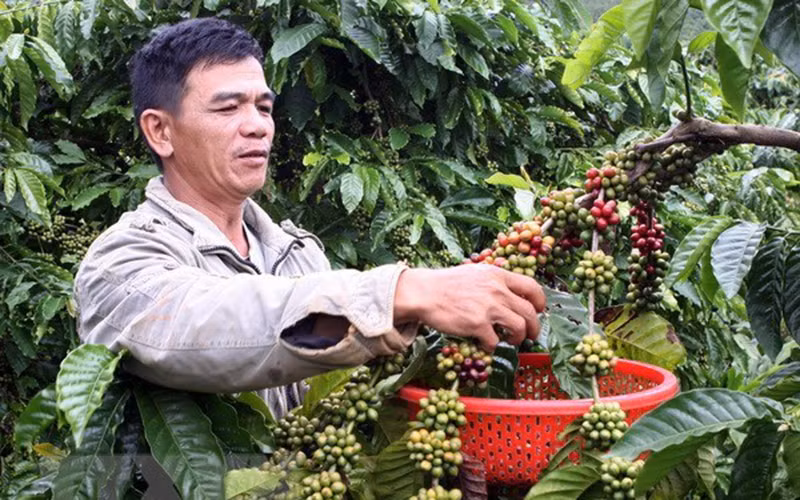 Ảnh minh họa: TTXVN