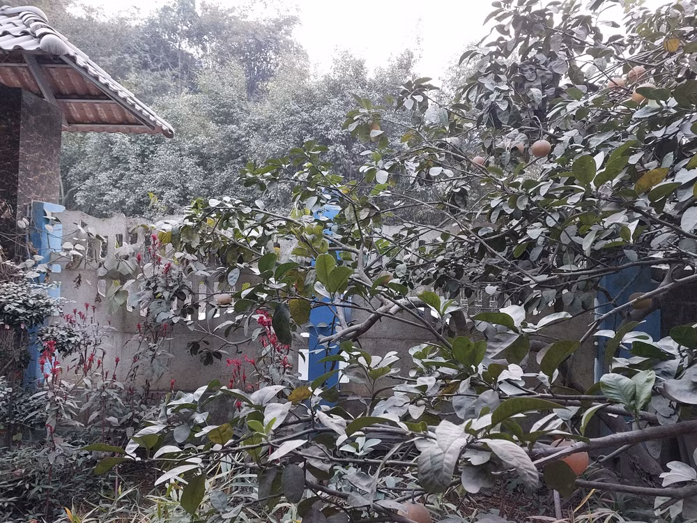 Một lớp bụi bám trên cây cối của người dân sinh sống gần mỏ đá Mèo Gù. Một lớp bụi bám trên cây cối của người dân sinh sống gần mỏ đá Mèo Gù.