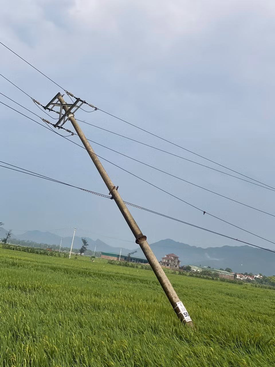 Nhiều diện tích hoa màu, công trình trên địa bàn tỉnh bị ảnh hưởng do mưa lớn và dông lốc.