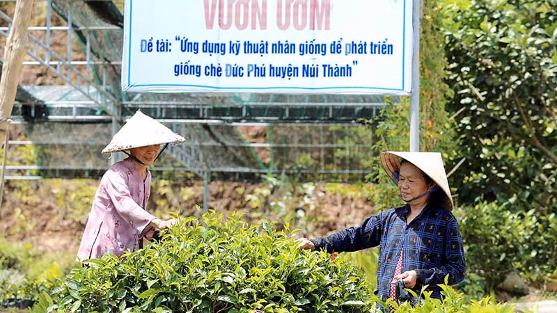 Chè Đức Phú được ươm trồng, nhân giống.