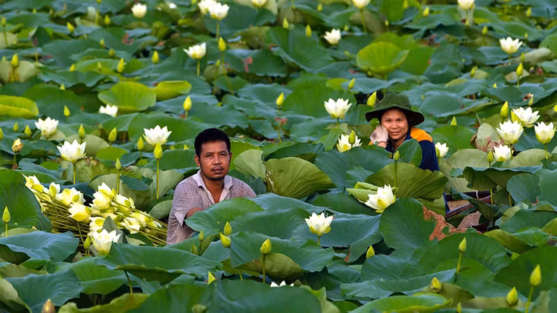 Vợ chồng kỹ sư Nguyễn Văn Thủy bên đầm sen đang được lai tạo.