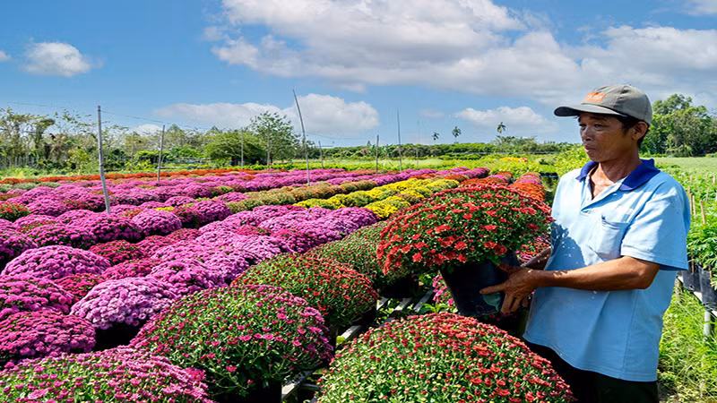 Một nhà vườn ở thành phố Sa Đéc (Đồng Tháp) chăm sóc hoa cúc Hà Lan, chuẩn bị tham gia Chợ hoa Xuân Bình Điền 2024.