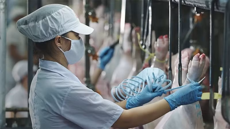 Tại cơ sở giết mổ của VISSAN, quy trình giết mổ được quản lý nghiêm ngặt.