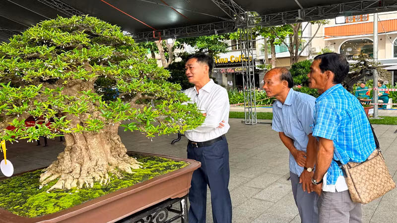 Khách tham quan một chậu Bonsai tại Hội thi-Triển lãm.