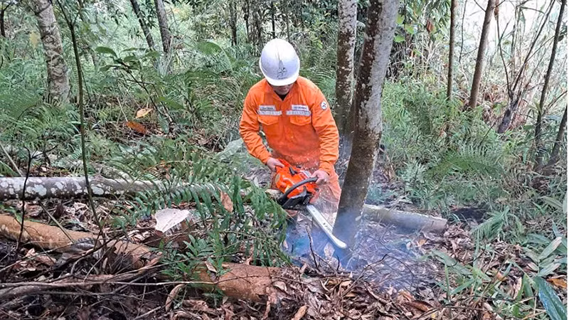 Phát dọn hành lang lưới tuyến điện cao thế.