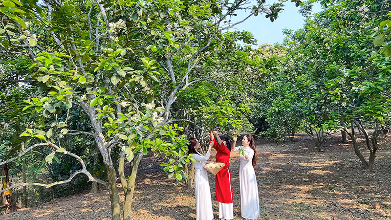 Dịu dàng cùng hoa bưởi tháng ba.