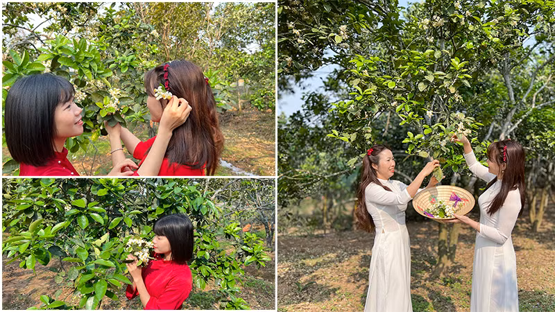 Du khách thích thú bên những cánh hoa bưởi trắng tinh khôi.