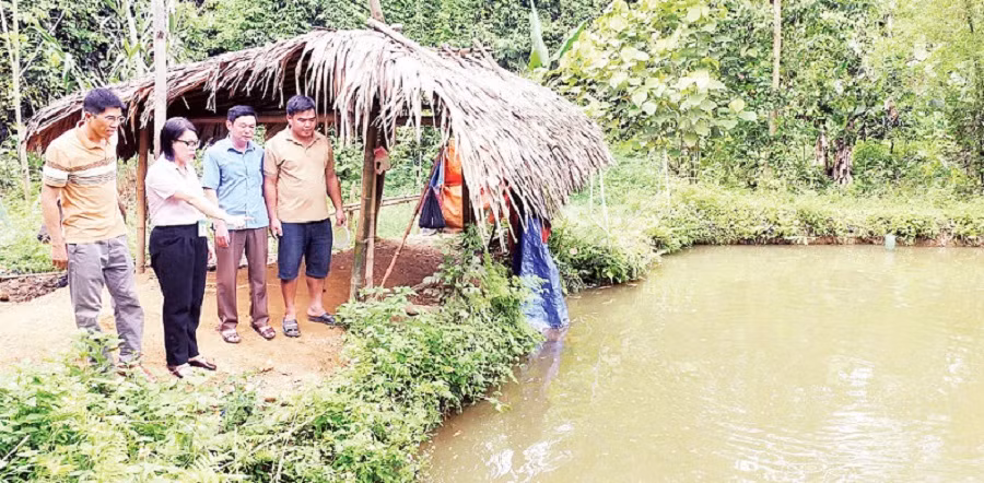 Cán bộ Phòng Giao dịch Ngân hàng Chính sách xã hội huyện Bắc Quang kiểm tra sử dụng vốn cải tạo vườn tạp của gia đình anh Đặng Văn Quý, xã Tiên Kiều.