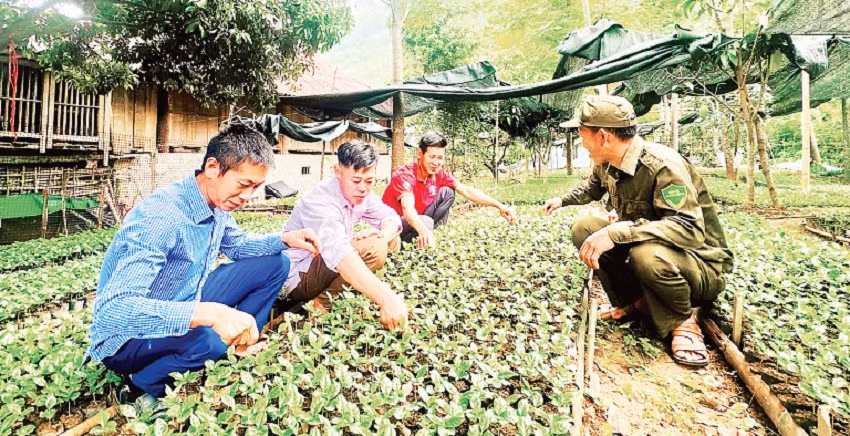 Ông Lường Văn Thọng (người ở giữa bên trái) hướng dẫn người dân bản Pha Nàng cách phát hiện sâu bệnh trên cây cà-phê giống tại vườn ươm.