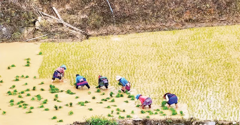 Người dân địa phương gieo trồng vụ lúa mới.