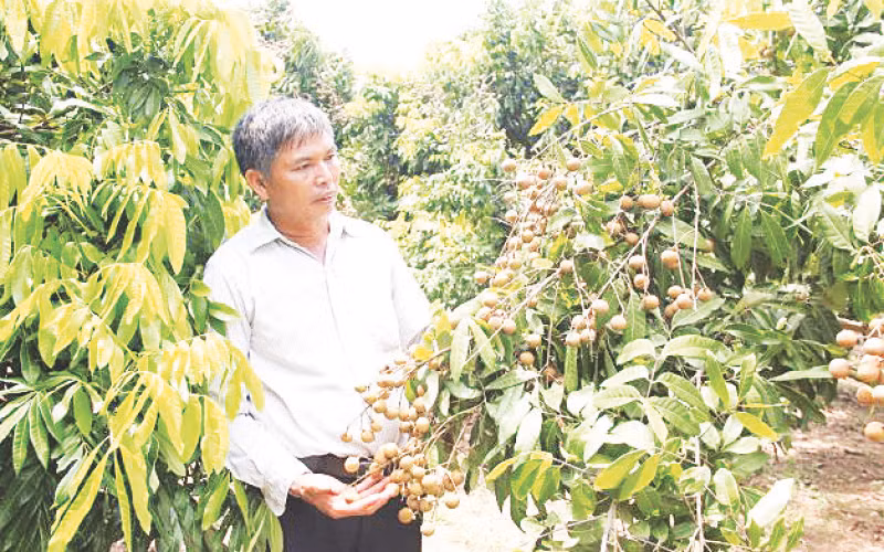Nhãn lồng Hưng Yên được xếp hạng 13 trong số 50 loại trái cây nổi tiếng ở Việt Nam.