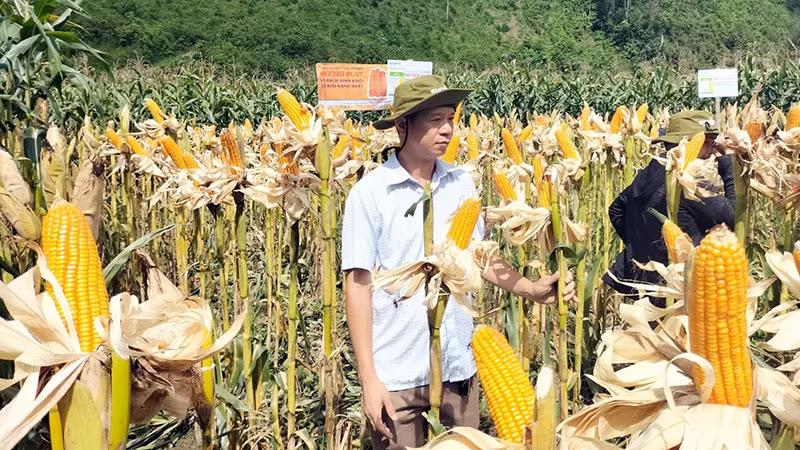 Giống ngô trắng trồng khảo nghiệm tại huyện Pác Nặm (Bắc Kạn). (Ảnh DƯƠNG ĐỒNG)