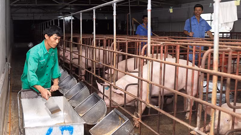 Chăm sóc đàn lợn tại trang trại ở huyện Đông Anh, Hà Nội.