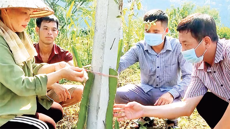 Cán bộ xã Hùng An (Bắc Quang) hướng dẫn người dân trồng cây ăn quả. (Ảnh HỒNG CỪ)