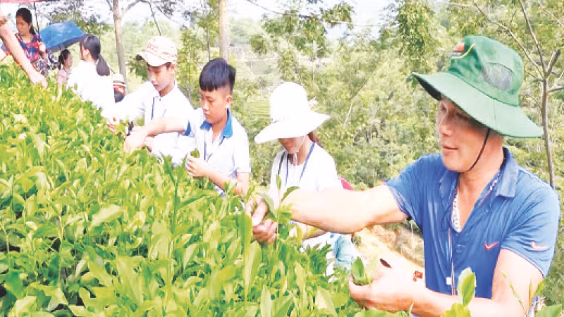 Du khách trải nghiệm hái chè ở huyện Sơn Dương.