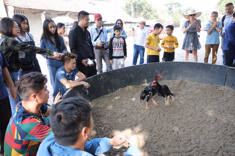 Không thể thiếu sới chọi gà ngày tết.