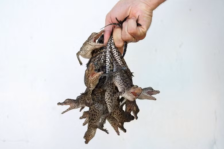 Một nhà sinh vật học tạo dáng với những con cá sấu Cuba mới nở (Crocodylus rhombifer) khi chúng được chuyển đến một trại sản xuất giống ở đầm lầy Zapata, Cienaga de Zapata, Cuba, ngày 25/8. Cá sấu Cuba, một loài đặc hữu chỉ có ở đây và trong một đầm lầy trên đảo Isle của Cuba. Các nhà khoa học cho biết cá sấu non đang bị đe dọa nghiêm trọng và có môi trường sống tự nhiên nhỏ nhất so với bất kỳ loài cá sấu còn sống nào. (Ảnh: REUTERS)