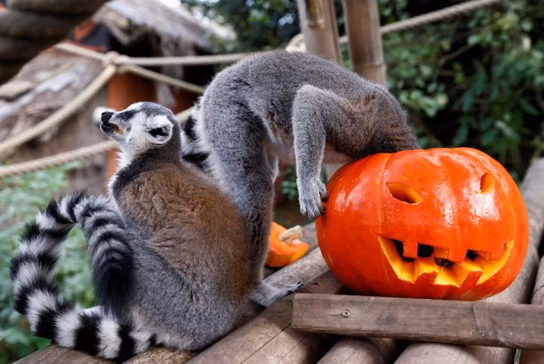 Vượn cáo đuôi vòng ăn một quả bí ngô trước lễ Halloween, tại vườn thú Pairi Daiza ở Brugelette, Bỉ, ngày 28/10. (Ảnh: REUTERS)