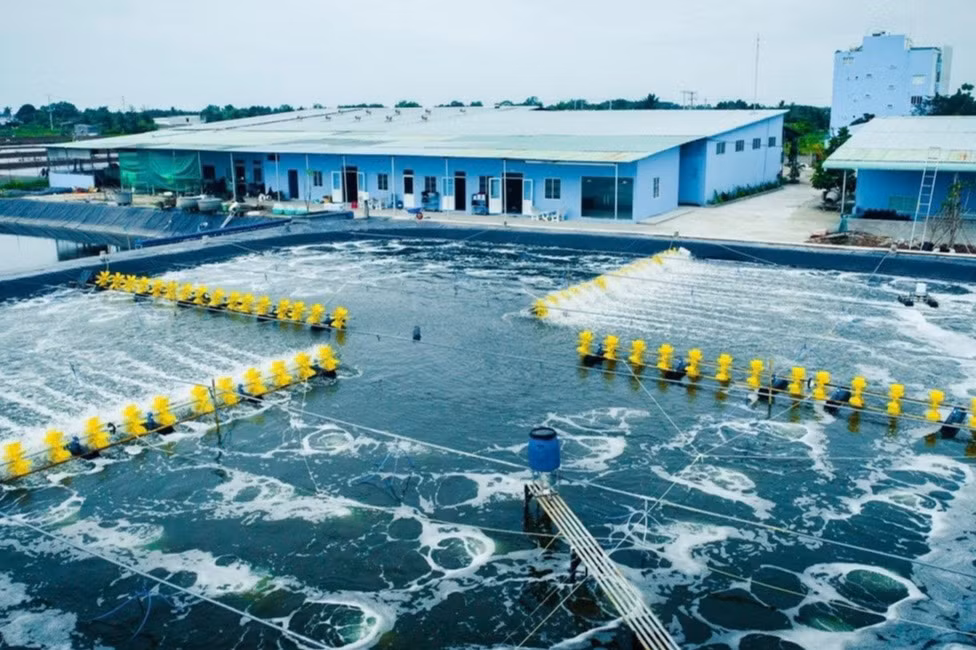 Trang trại nuôi tôm theo mô hình công nghệ cao của Công ty Trúc Anh (do Tiến sĩ Xuân làm Tổng giám đốc). (Ảnh: PHAN THANH CƯỜNG) Trang trại nuôi tôm theo mô hình công nghệ cao của Công ty Trúc Anh (do Tiến sĩ Xuân làm Tổng giám đốc). (Ảnh: PHAN THANH CƯỜNG)