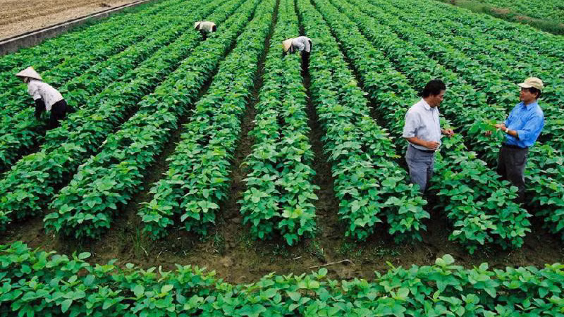 Phát triển kinh tế tập thể, hợp tác xã đang từng bước trở thành động lực phát triển kinh tế của các địa phương.