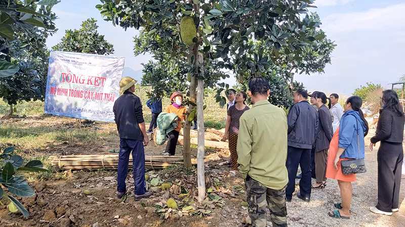 Mô hình trồng cây mít Thái. Mô hình trồng cây mít Thái.