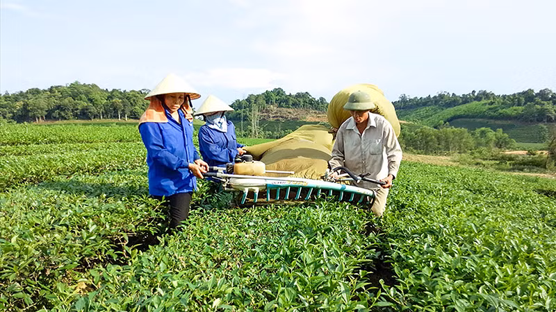 Nông dân huyện Anh Sơn liên kết sản xuất chè nguyên liệu.
