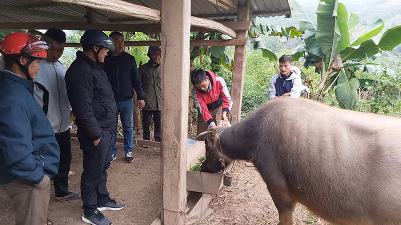 Mô hình chăn nuôi hộ gia đình.