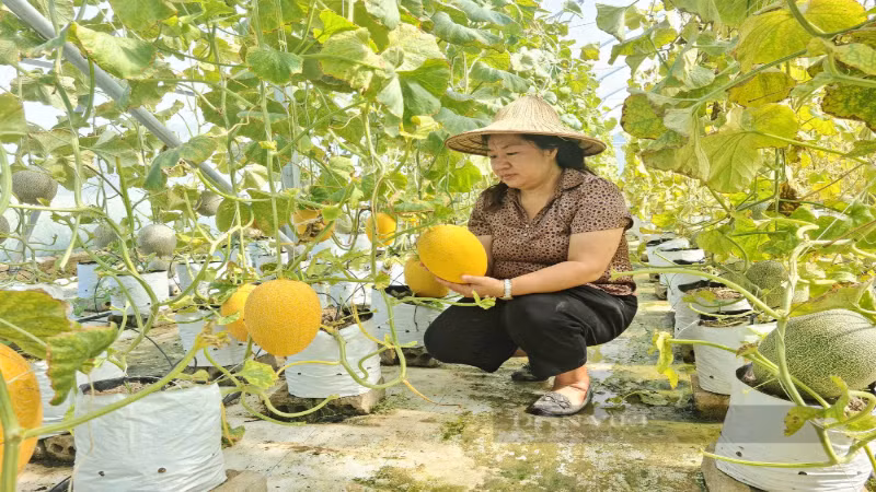 Mô hình dưa lưới được Sở Khoa học và Công nghệ Điện Biên thực hiện trồng thí điểm.