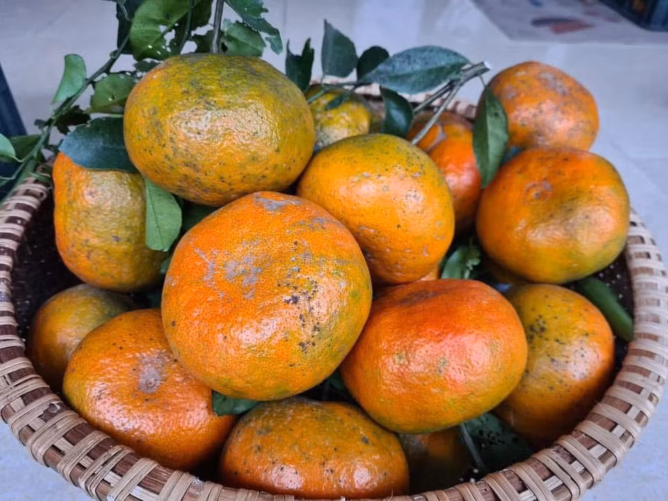 Cam bù Hương Sơn.