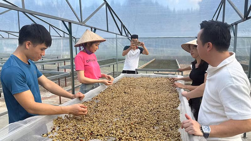 Doanh nghiệp cà-phê quốc tế Hồng Kỳ sản xuất cà-phê niên vụ năm 2024.