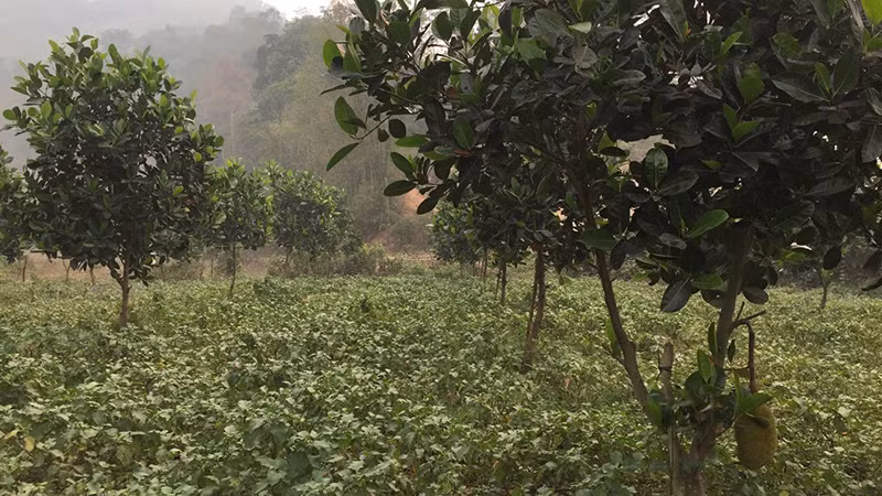 Mô hình cây ăn quả (mít, bưởi da xanh) tại xã Noong Luống, huyện Điện Biên.