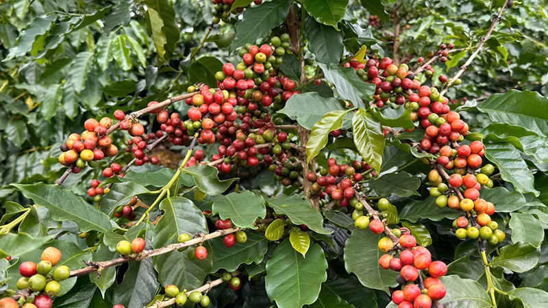 Cây cà phê là cây trồng chủ lực thứ hai ở huyện Tuần Giáo.