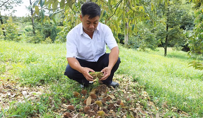 Mưa trái mùa khiến bông và trái sầu riêng non rụng hàng loạt ở một số xã của huyện Đạ Huoai, tỉnh Lâm Đồng.