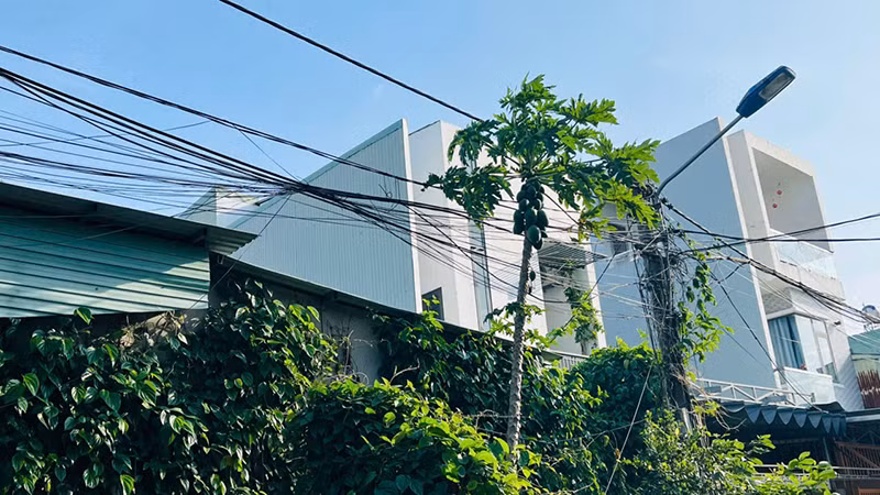 Cây xanh quấn chằng chịt vào đường dây điện.