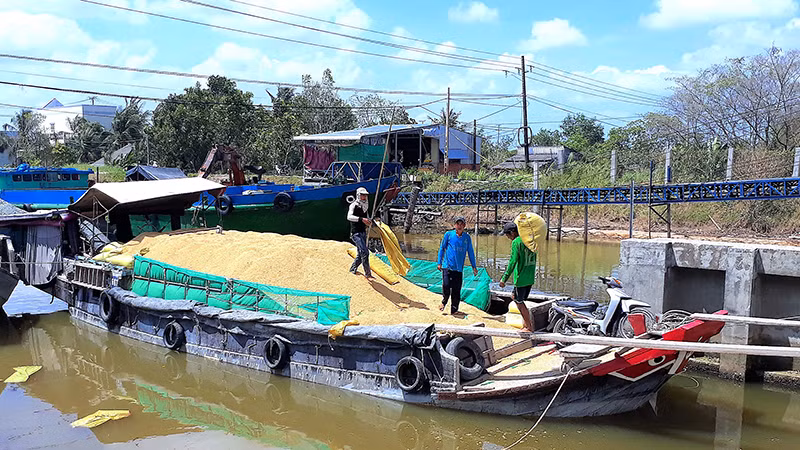 Thương lái thu mua lúa ở xã Khánh Bình, huyện Trần Văn Thời, tỉnh Cà Mau. (Ảnh HỮU TÙNG)