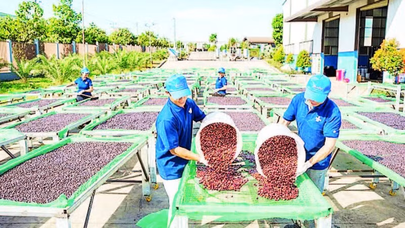 Năm 2024, xuất khẩu cà-phê của tỉnh Gia Lai đạt 210.000 tấn, kim ngạch đạt 620 triệu USD.