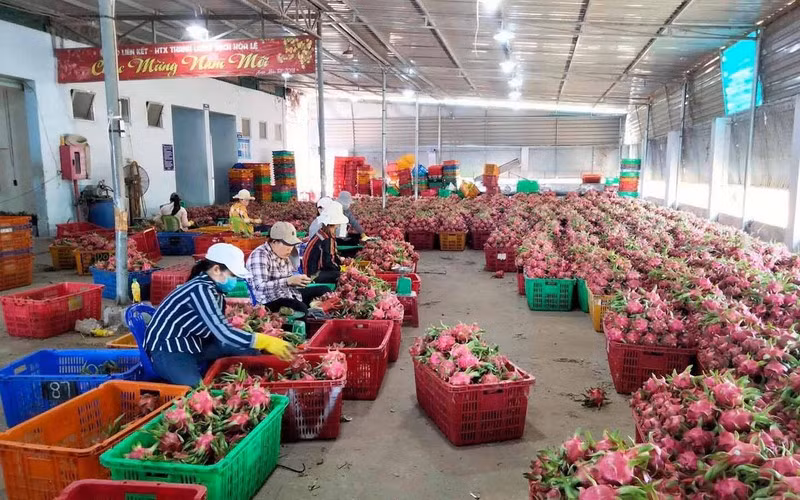 Ảnh minh họa: Thanh long Bình Thuận được bảo hộ chỉ dẫn địa lý tại Nhật Bản. (Ảnh: Tuấn Anh)