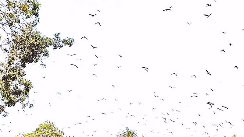 Đàn cò trắng trong vườn chim.