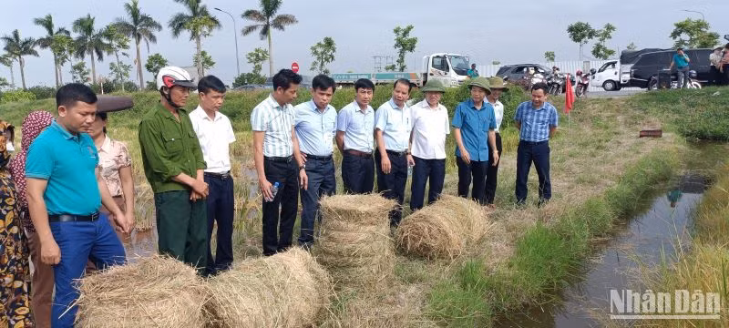 Những cuộn rơm trên cánh đồng xã Vũ Quý (huyện Kiến Xương, tỉnh Thái Bình) sau khi được xử lý bằng máy cuộn rơm PT-CR 57.1.