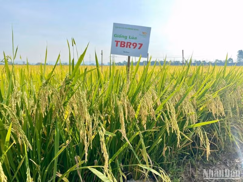 Giống lúa TBR97 trồng ở huyện Nam Đàn (tỉnh Nghệ An) sinh trưởng, phát triển tốt.
