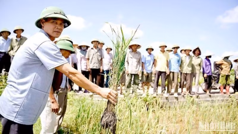 Hiện tượng lúa kém phát triển, héo úa đã diễn ra từ những vụ sản xuất trước tại địa phương.