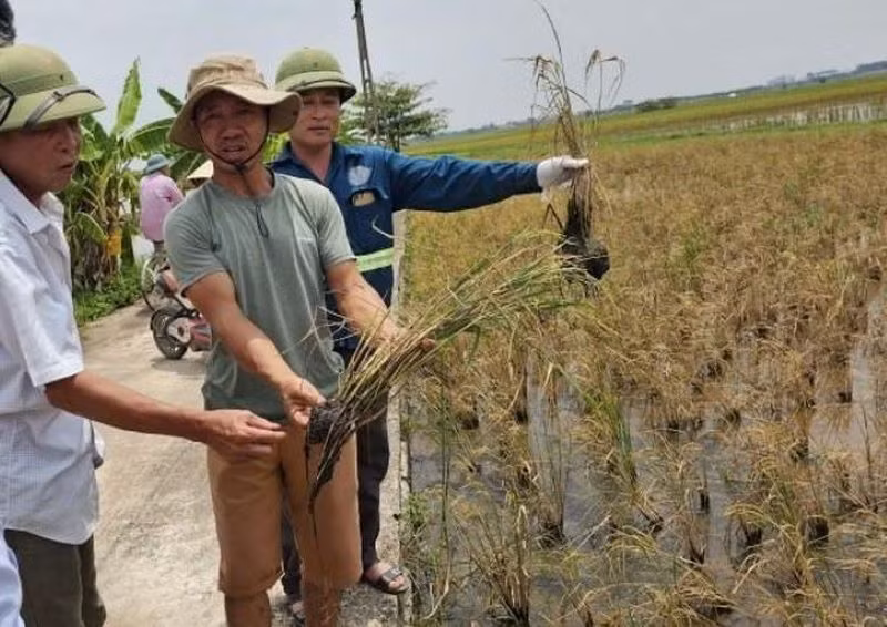 Nhiều diện tích lúa xuân không trổ bông tại xã An Tân và Hồng Dũng (huyện Thái Thụy, tỉnh Thái Bình). (Ảnh người dân cung cấp)