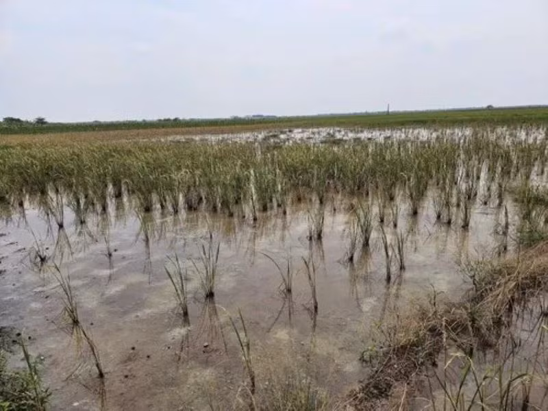 Chính quyền xã An Tân cho biết, Sở Tài nguyên và Môi trường tỉnh Thái Bình đã về lấy mẫu đất, mẫu nước tại 5 thôn để xác định mức độ ô nhiễm chua mặn. (Ảnh người dân cung cấp).