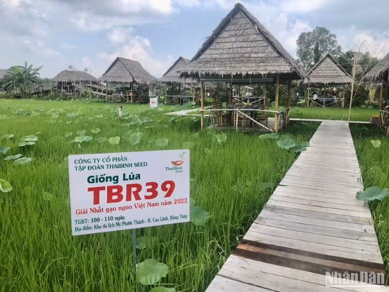 Giống lúa thuần TBR39 từng đoạt giải Nhất cuộc thi Gạo ngon Việt Nam năm 2022.