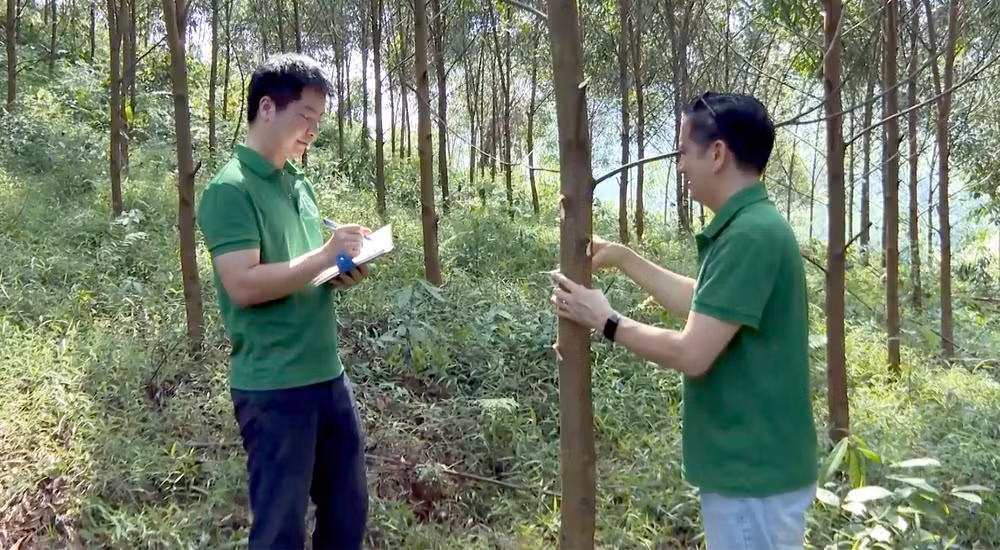 Cán bộ Trường Đại học Lâm nghiệp kiểm tra quá trình phát triển của cây trồng tại mô hình trồng rừng gỗ lớn thâm canh theo hướng quản lý rừng bền vững phục vụ chế biến và xuất khẩu.
