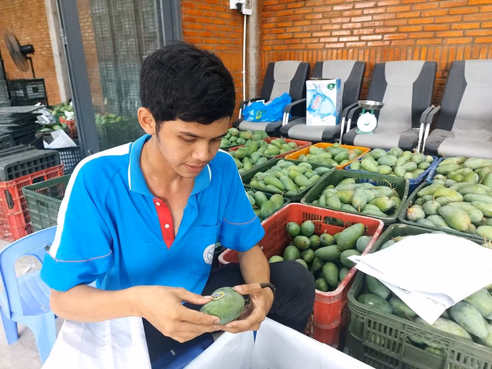 Hội viên Hợp tác xã GAP Cù Lao Giêng dán tem truy xuất nguồn gốc xoài xuất khẩu.
