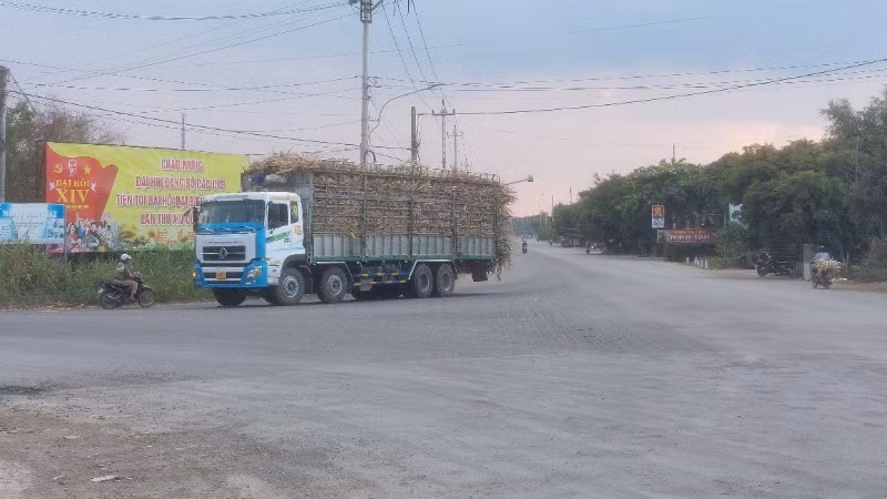 Từ Quốc lộ 25, xe vận chuyển mía nguyên liệu về các nhà máy đường.