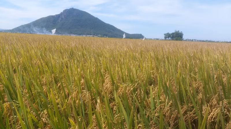 Huyện Phú Hòa là vựa lúa lớn của tỉnh Phú Yên.