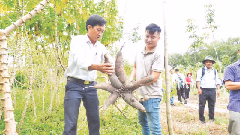 Các chuyên gia, nhà nông đi thực tế tại vùng trồng sắn kháng bệnh khảm lá. 