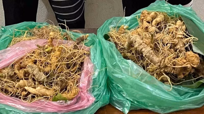 Công an huyện Nam Trà My thu hồi 3,33kg sâm Ngọc Linh.